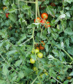BIO Rajče Primabella PhR - Solanum lycopersicum - bio semena rajčete - 8 ks