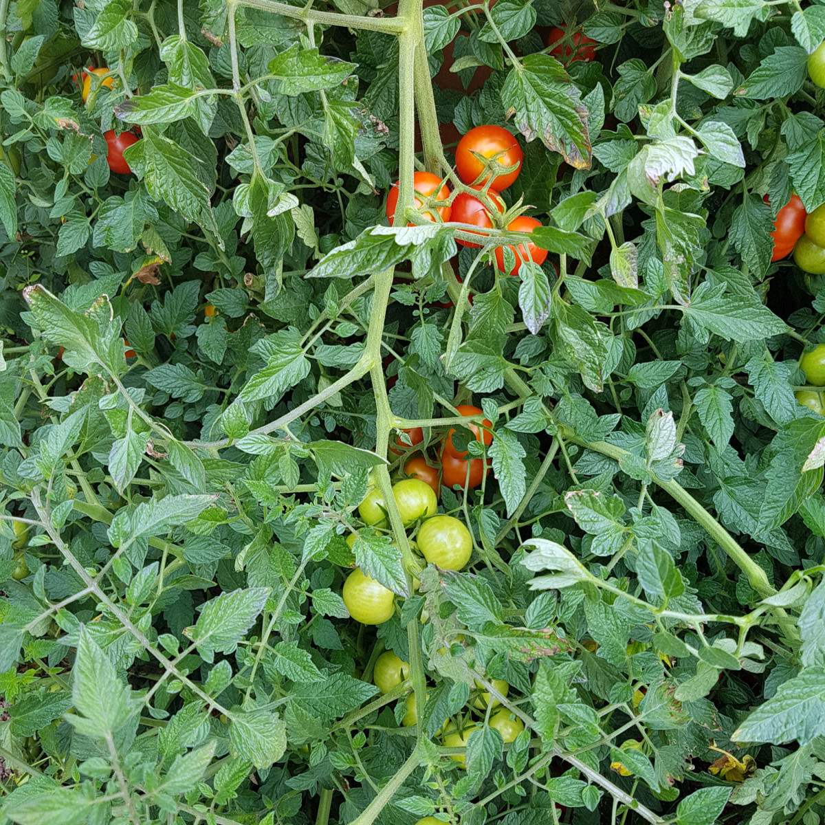 BIO Rajče Primabella PhR - Solanum lycopersicum - bio semena rajčete - 8 ks