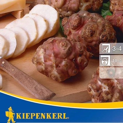 Topinambur červený Violet de Rennes - Helianthus tuberosus - prostokořenné sazenice topinamburu - 1 ks