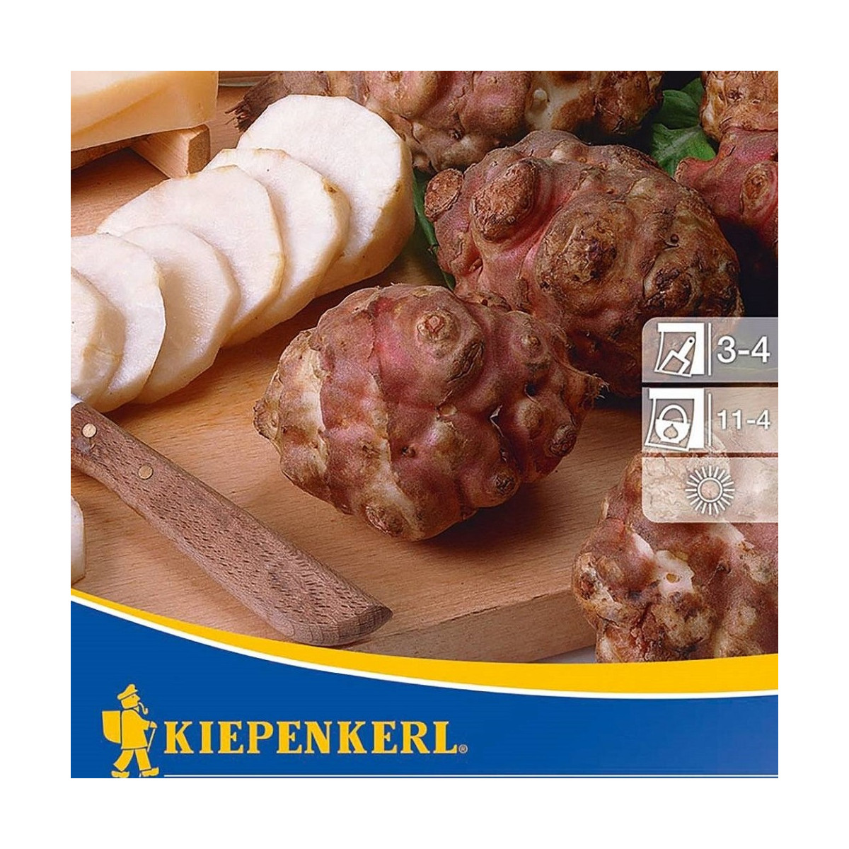 Topinambur červený Violet de Rennes - Helianthus tuberosus - prostokořenné sazenice topinamburu - 1 ks