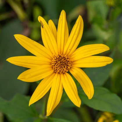 Topinambur červený Violet de Rennes - Helianthus tuberosus - prostokořenné sazenice topinamburu - 1 ks