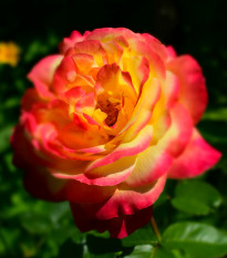 Růže velkokvětá keřová červenožlutá - Rosa - prostokořenné sazenice růže - 1 ks