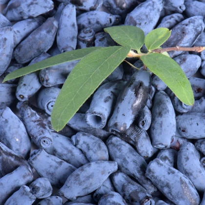 Borůvka kamčatská sibiřská - Lonicera kamtschatica - sazenice borůvky - 1 ks
