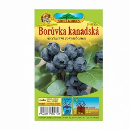 Borůvka kanadská - Vaccinium corymbosum - sazenice borůvky - 1 ks