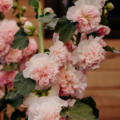 Topolovka růžová - Alcea - prostokořenné sazenice topolovky - 1 ks