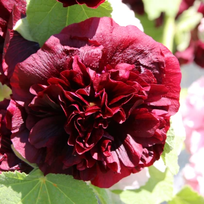 Topolovka červená - Alcea - prostokořenné sazenice topolovky - 1 ks