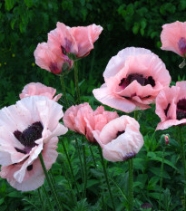 Mák východní Raspberry Queen - Papaver orientalis - prostokořenné sazenice máku - 1 ks