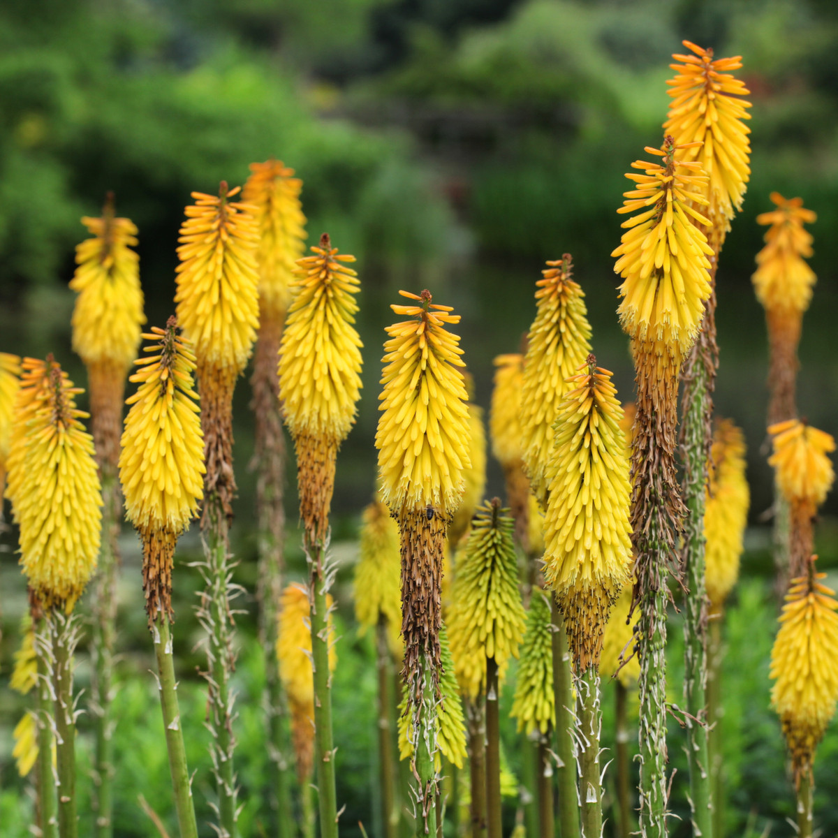 Mnohokvět Minister Verschuur - Kniphofia - prostokořenné sazenice mnohokvětu - 1 ks