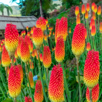 Mnohokvět červeno-žlutý - Kleopatřina jehla - Kniphofia - prostokořenné sazenice mnohokvětu - 1 ks