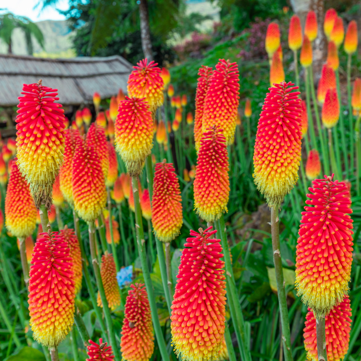 Mnohokvět červeno-žlutý - Kleopatřina jehla - Kniphofia - prostokořenné sazenice mnohokvětu - 1 ks