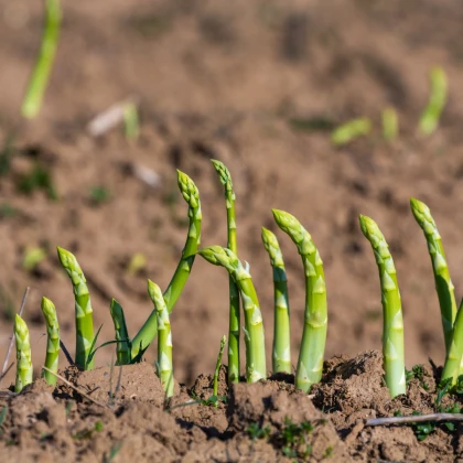 Chřest zelený Boonlim - Asparagus officinalis - prostokořenné sazenice chřestu - 2 ks
