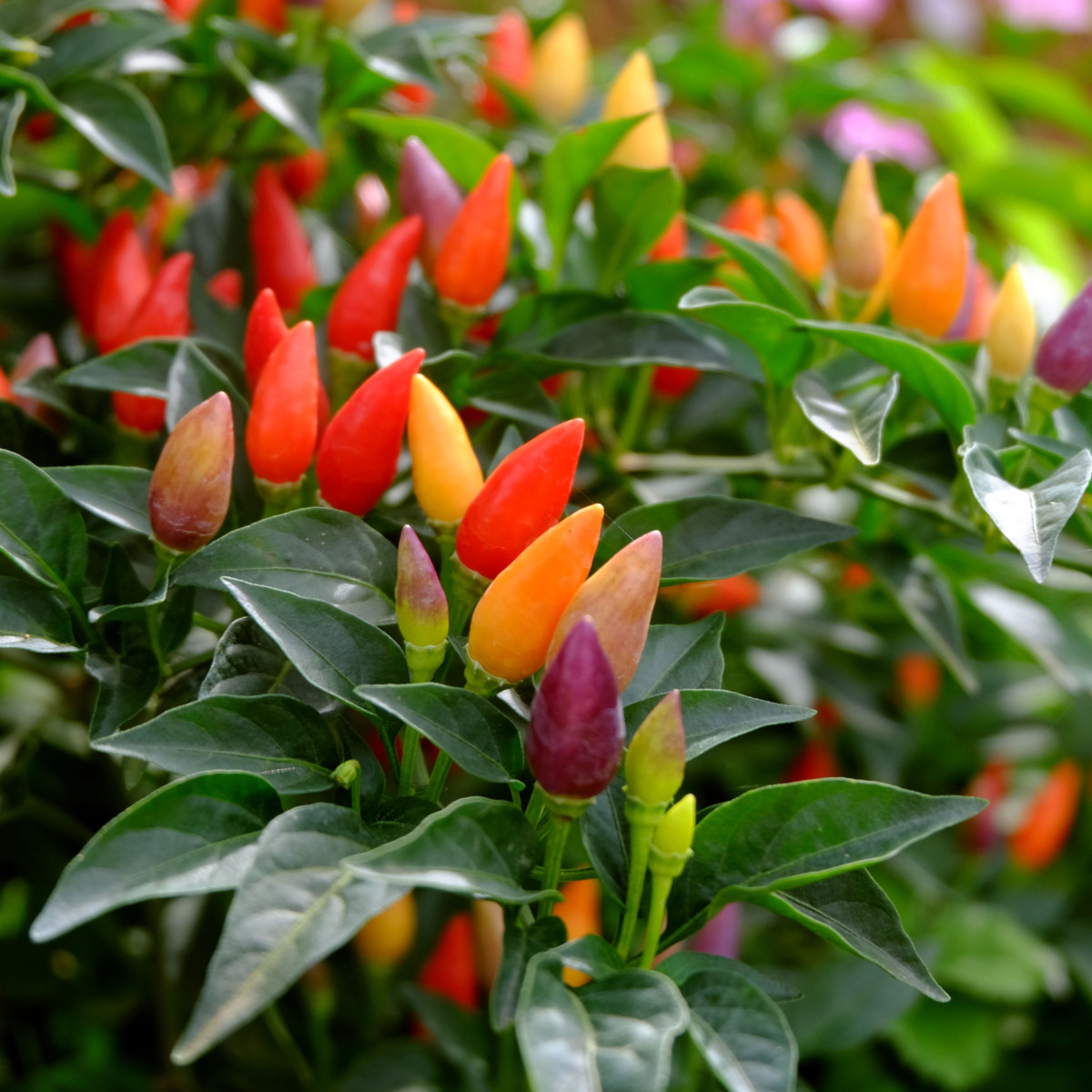Chilli Prairie Fire - Capsicum annuum - semena chilli - 6 ks