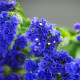 Limonka chobotnatá modrá - Limonium sinuatum - semena limonky - 30 ks