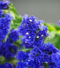 Limonka chobotnatá modrá - Limonium sinuatum - semena limonky - 30 ks
