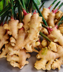 Zázvor - Zingiber - prostokořenné sazenice zázvoru - 1 ks