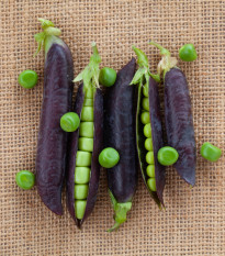 BIO Hrách Blauwschokker - Pisum sativum - bio semena hrachu - 25 ks