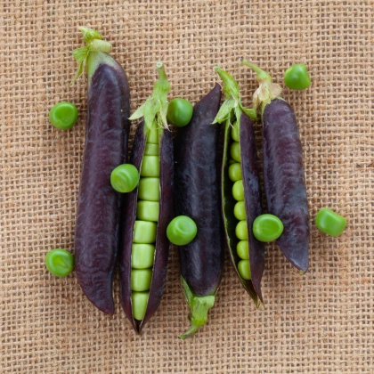 BIO Hrách Blauwschokker - Pisum sativum - bio semena hrachu - 25 ks