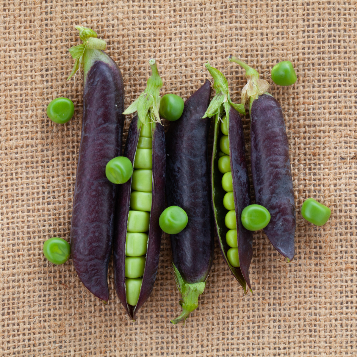 BIO Hrách Blauwschokker - Pisum sativum - bio semena hrachu - 25 ks