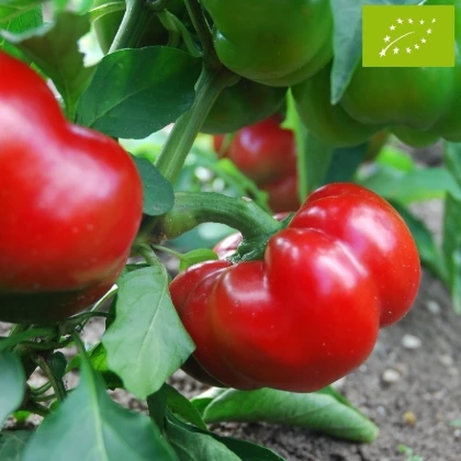 BIO Paprika Bellpepper červená - Capsicum annuum - bio semena papriky - 6 ks