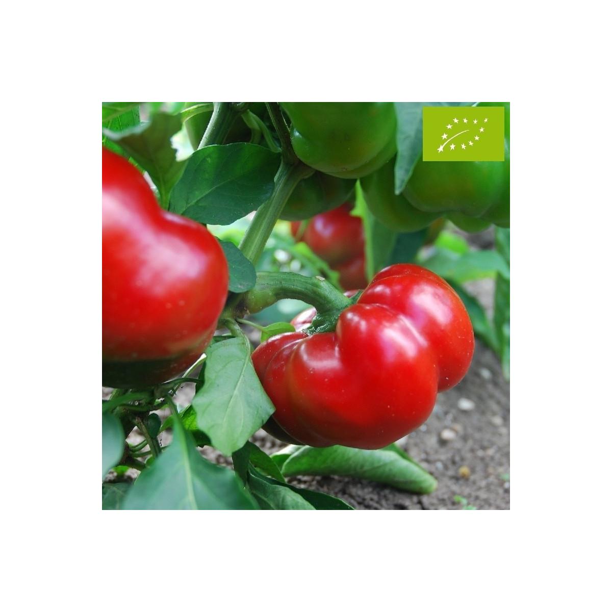 BIO Paprika Bellpepper červená - Capsicum annuum - bio semena papriky - 6 ks