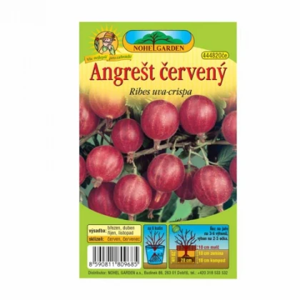 Angrešt červený - Ribes uva-crispa - prostokořenné sazenice angreštu - 1 ks