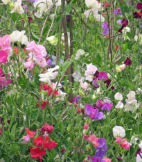 BIO Hrachor vonný směs barev - Lathyrus odoratus - bio semena hrachoru - 15 ks