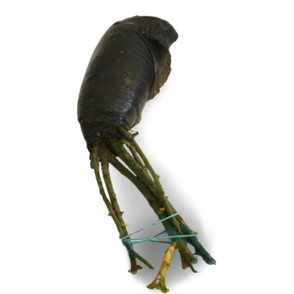 Růže velkokvětá keřová tmavě růžová - Rosa - prostokořenné sazenice růže - 1 ks