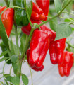 Paprika Snack Red - Capsicum annuum - semena papriky - 6 ks