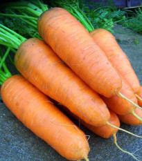 Mrkev Katrin - Daucus carota - semena mrkve - 500 ks