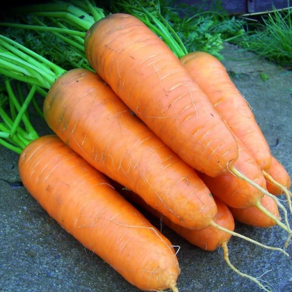 Mrkev Katrin - Daucus carota - semena mrkve - 500 ks