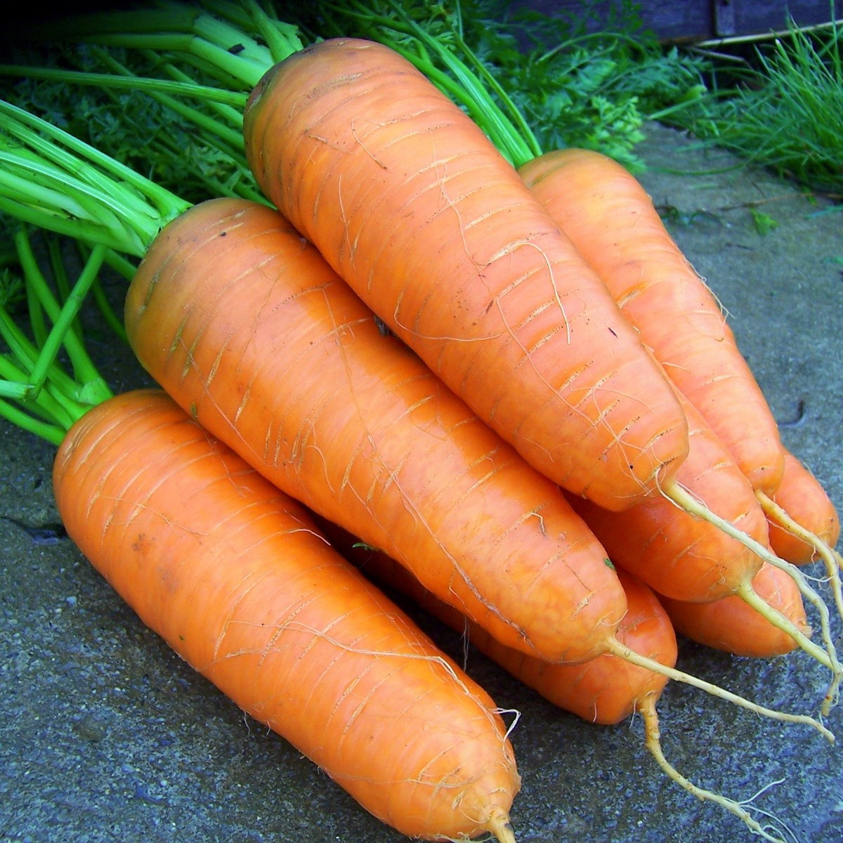 Mrkev Katrin - Daucus carota - semena mrkve - 500 ks