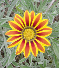 Gazánie Siesta Yellow Flame - Gazania rigens - semena gazánie - 20 ks