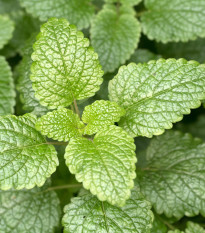 BIO Meduňka citronová - Melissa officinalis - bio semena meduňky - 30 ks