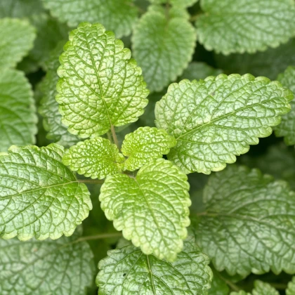 BIO Meduňka citronová - Melissa officinalis - bio semena meduňky - 30 ks