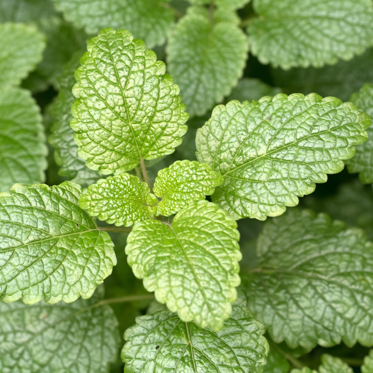 BIO Meduňka citronová - Melissa officinalis - bio semena meduňky - 30 ks