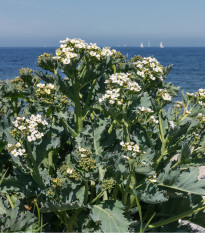 BIO Katráň přímořský - Crambe maritima - bio semena katráně - 4 ks