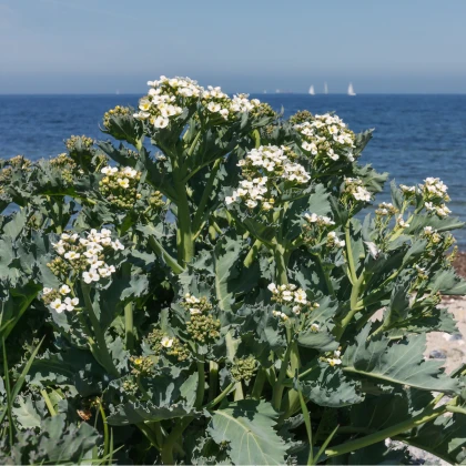 BIO Katráň přímořský - Crambe maritima - bio semena katráně - 4 ks