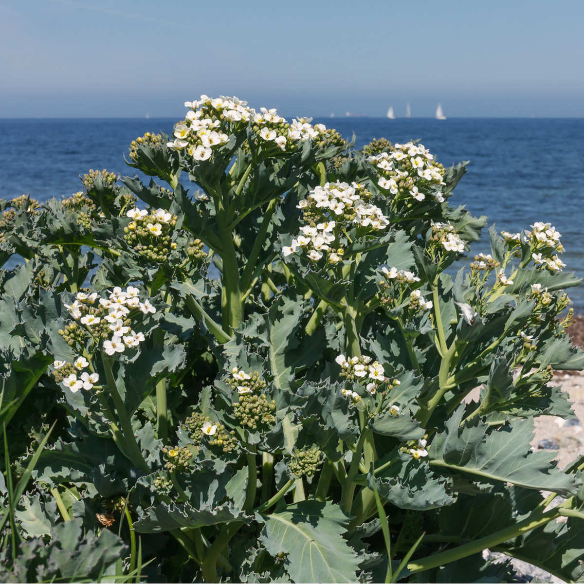 BIO Katráň přímořský - Crambe maritima - bio semena katráně - 4 ks