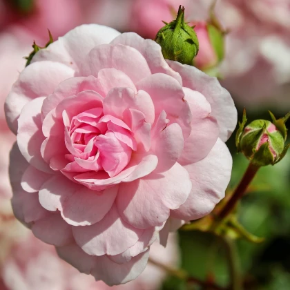 Růže velkokvětá pnoucí růžová - Rosa - prostokořenné sazenice růže - 1 ks