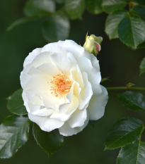 Růže velkokvětá pnoucí bílá - Rosa - prostokořenné sazenice růže - 1 ks