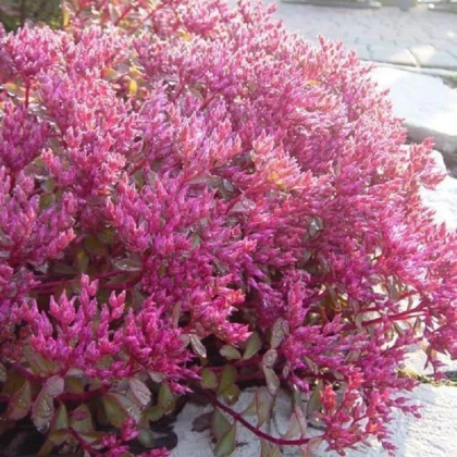Rozchodník pochybný Voodoo - Sedum spurium - semena rozchodníku - 50 ks