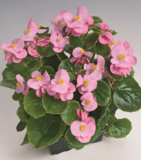Super Olympia Pink F1 begónia – Begonia semperflorens – begónia magok – 20 db