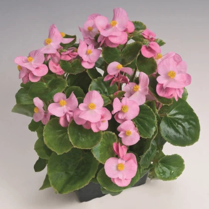 Begonie Super Olympia Rosa F1- Begonia semperflorens - semena begónie - 12 ks