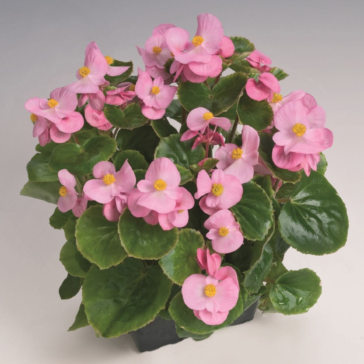 Begonie Super Olympia Rosa F1- Begonia semperflorens - semena begónie - 12 ks