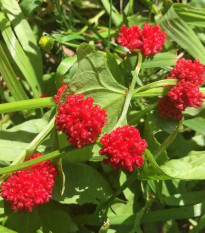 Merlík hlavatý - Chenopodium capitatum - semena merlíku - 200 ks