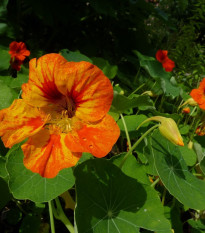 BIO Kapucínka Nasturtium - Tropaeolum majus odor. - bio semena lichořeřišnice - 10 ks