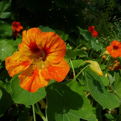 BIO Kapucínka Nasturtium - Tropaeolum majus odor. - bio semena lichořeřišnice - 10 ks