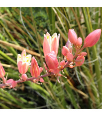 Juka červená - Hesperaloe parviflora - semena juky - 3 ks