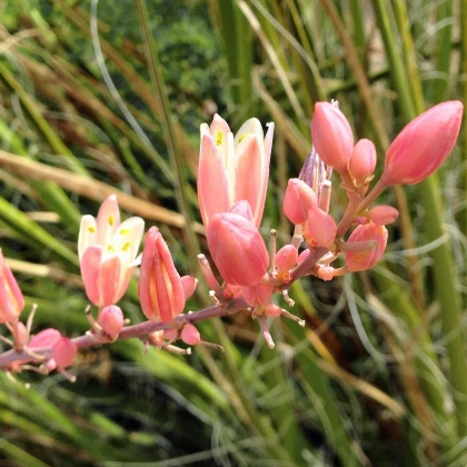 Juka piros - Hesperaloe parviflora - juka magok - 6 db
