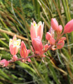 Juka piros - Hesperaloe parviflora - juka magok - 6 db